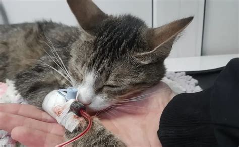 Transfusão de sangue em gatos: como é feito, quando é preciso .